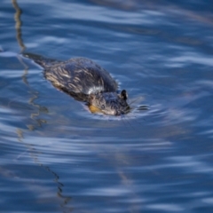 Hydromys chrysogaster (Rakali or Water Rat) at Lower Cotter Catchment - 1 Apr 2023 by trevsci