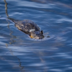 Hydromys chrysogaster (Rakali or Water Rat) at Cotter Reservoir - 31 Mar 2023 by trevsci