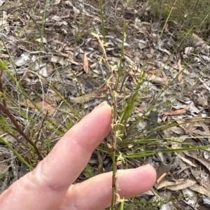 Lepidosperma laterale at Aranda, ACT - 1 Apr 2023