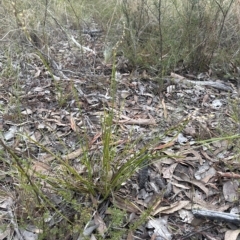 Lepidosperma laterale at Aranda, ACT - 1 Apr 2023