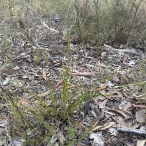 Lepidosperma laterale at Aranda, ACT - 1 Apr 2023