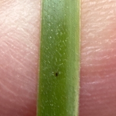 Lepidosperma laterale at Aranda, ACT - 1 Apr 2023