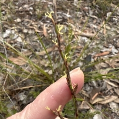 Lepidosperma laterale at Aranda, ACT - 1 Apr 2023