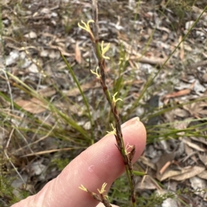 Lepidosperma laterale at Aranda, ACT - 1 Apr 2023 06:18 PM