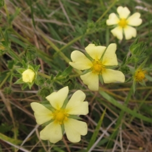 Potentilla recta at Whitlam, ACT - 24 Mar 2023 01:43 PM