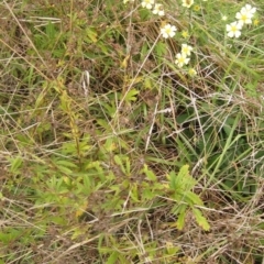 Potentilla recta at Whitlam, ACT - 24 Mar 2023