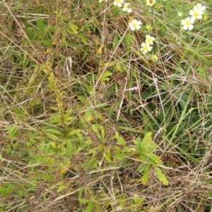 Potentilla recta at Whitlam, ACT - 24 Mar 2023 01:43 PM