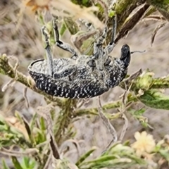 Oxyops scabrosus (Speckled gum tree weevil) at Gundaroo, NSW - 1 Apr 2023 by Gunyijan