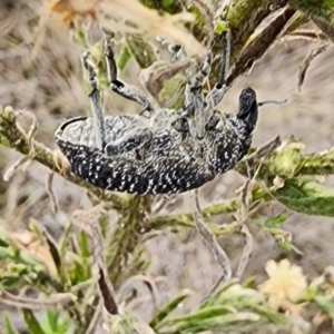 Oxyops scabrosus at Gundaroo, NSW - 1 Apr 2023