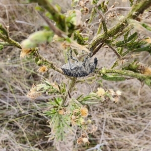 Oxyops scabrosus at Gundaroo, NSW - 1 Apr 2023