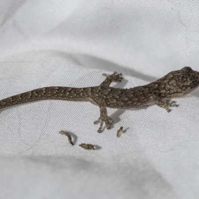 Christinus marmoratus (Southern Marbled Gecko) at Higgins, ACT - 30 Mar 2023 by AlisonMilton