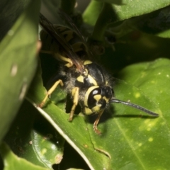 Vespula germanica (European Wasp, German Yellowjacket Wasp) at Higgins, ACT - 29 Mar 2023 by AlisonMilton