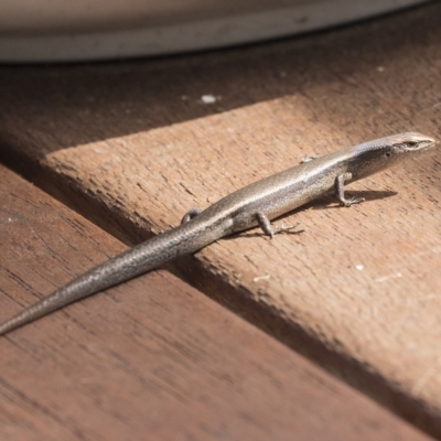 Lampropholis delicata (Delicate Skink) at Higgins, ACT - 26 Mar 2023 by AlisonMilton