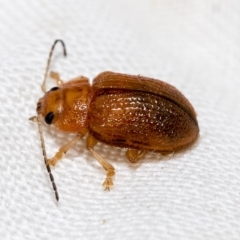 Calomela sp. (genus) (Acacia leaf beetle) at Higgins, ACT - 19 Feb 2023 by AlisonMilton