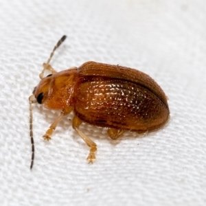 Calomela sp. (genus) at Higgins, ACT - 19 Feb 2023