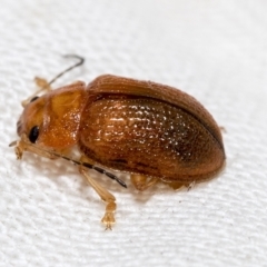 Calomela sp. (genus) at Higgins, ACT - 19 Feb 2023