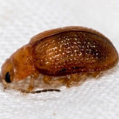 Calomela sp. (genus) at Higgins, ACT - 19 Feb 2023