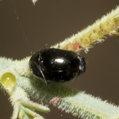 Ditropidus sp. (genus) (Leaf beetle) at Red Hill, ACT - 13 Mar 2023 by AlisonMilton