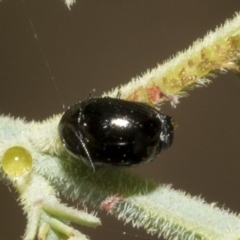 Ditropidus sp. (genus) (Leaf beetle) at Red Hill Nature Reserve - 12 Mar 2023 by AlisonMilton