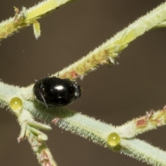 Ditropidus sp. (genus) at Red Hill, ACT - 13 Mar 2023