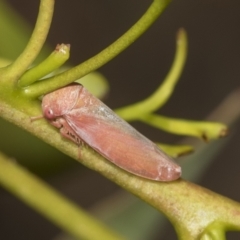 Katipo sp. (genus) (Leafhopper) at Higgins, ACT - 23 Dec 2022 by AlisonMilton