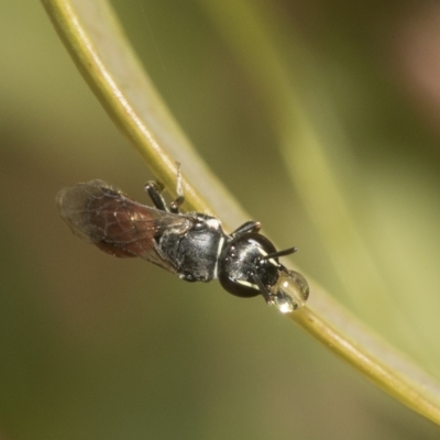 Hylaeus (Prosopisteron) littleri (Hylaeine colletid bee) at Higgins Woodland - 22 Dec 2022 by AlisonMilton