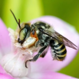 Megachile (Eutricharaea) maculariformis at Page, ACT - 1 Apr 2023