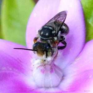 Megachile (Eutricharaea) maculariformis at Page, ACT - 1 Apr 2023