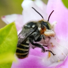 Megachile (Eutricharaea) maculariformis at Page, ACT - 1 Apr 2023