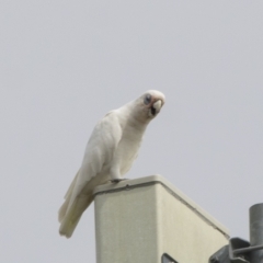 Cacatua sanguinea (Little Corella) at Harden, NSW - 26 Mar 2023 by AlisonMilton