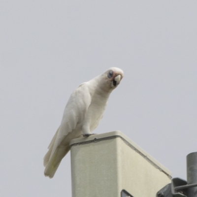 Cacatua sanguinea (Little Corella) at Harden, NSW - 27 Mar 2023 by AlisonMilton