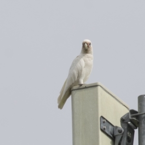 Cacatua sanguinea at Harden, NSW - 27 Mar 2023