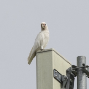 Cacatua sanguinea at Harden, NSW - 27 Mar 2023 10:41 AM