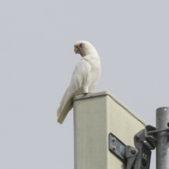 Cacatua sanguinea at Harden, NSW - 27 Mar 2023