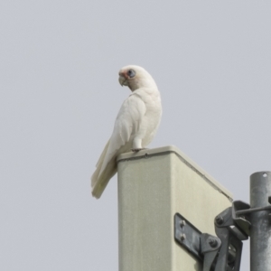 Cacatua sanguinea at Harden, NSW - 27 Mar 2023 10:41 AM