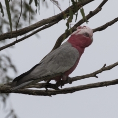 Eolophus roseicapilla (Galah) at Harden, NSW - 27 Mar 2023 by AlisonMilton