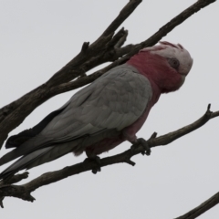 Eolophus roseicapilla at Harden, NSW - 27 Mar 2023