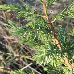 Juniperus sp. (Juniper) at Fadden, ACT - 31 Mar 2023 by KumikoCallaway