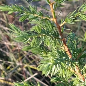 Juniperus sp. at Fadden, ACT - 31 Mar 2023 08:06 AM