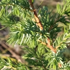 Juniperus sp. at Fadden, ACT - 31 Mar 2023 08:06 AM