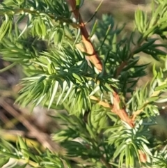 Juniperus sp. at Fadden, ACT - 31 Mar 2023