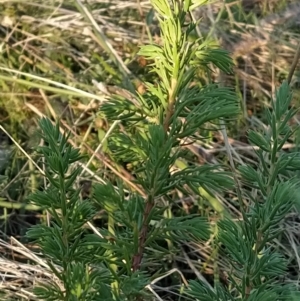 Juniperus sp. at Fadden, ACT - 31 Mar 2023 08:06 AM