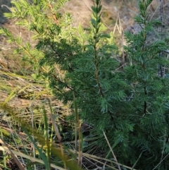 Juniperus sp. at Fadden, ACT - 31 Mar 2023