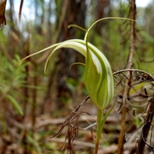 Diplodium ampliatum at Stromlo, ACT - 1 Apr 2023