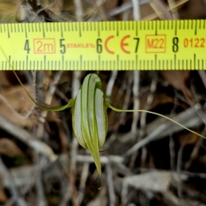 Diplodium ampliatum at Stromlo, ACT - 1 Apr 2023