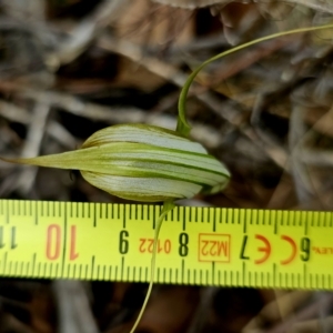 Diplodium ampliatum at Stromlo, ACT - suppressed