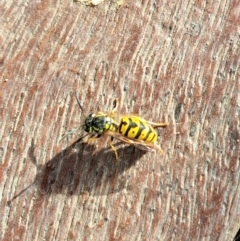 Vespula germanica (European Wasp, German Yellowjacket Wasp) at Watson, ACT - 1 Apr 2023 by abread111