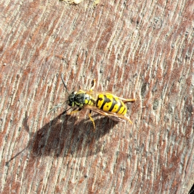 Vespula germanica (European wasp) at Watson, ACT - 1 Apr 2023 by abread111