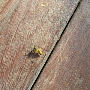 Vespula germanica at Watson, ACT - 1 Apr 2023 04:58 PM