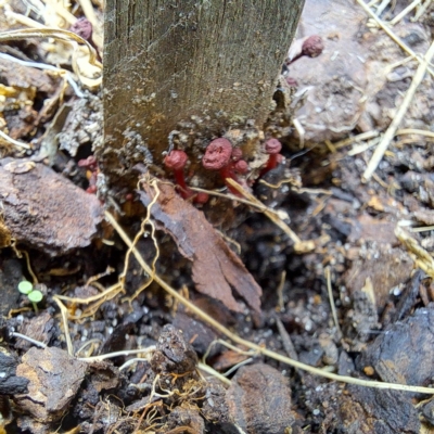 Cruentomycena viscidocruenta (Ruby Mycena) at Watson, ACT - 1 Apr 2023 by abread111